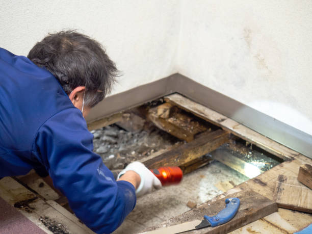 Best Mold Testing  in North Granby, CT