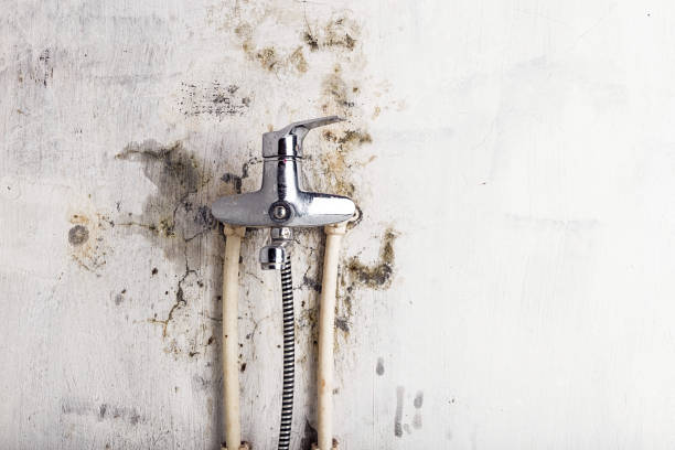 Best Mold Damage Repair  in North Granby, CT