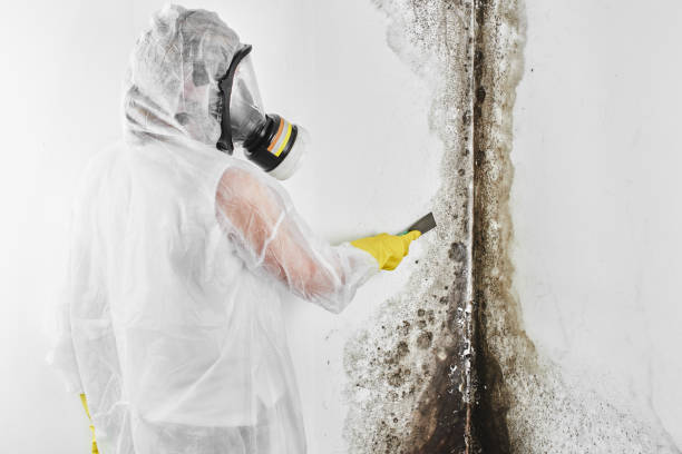 Best Crawl Space Mold Removal  in North Granby, CT