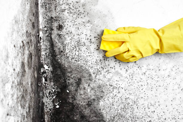 Best Emergency Mold Removal  in North Granby, CT