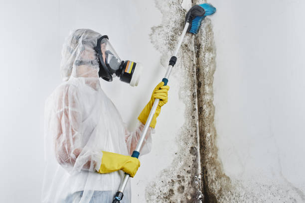 Best Toxic Mold Removal  in North Granby, CT