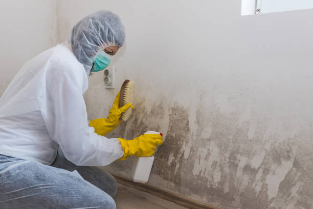 Attic Mold Removal in North Granby, CT