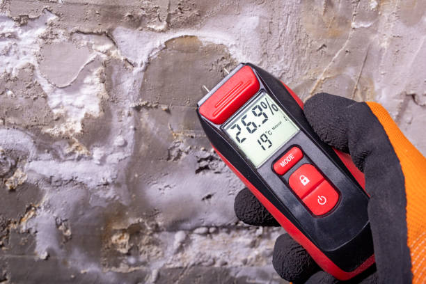 Best Same-Day Mold Removal  in North Granby, CT