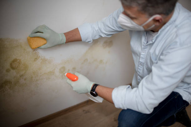 Best Mold Removal Company Near Me  in North Granby, CT