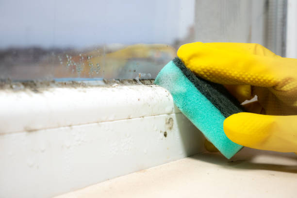 Best Professional Mold Removal  in North Granby, CT