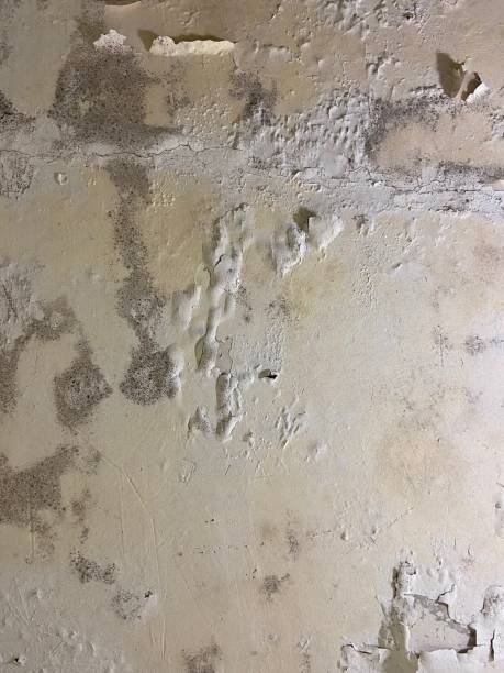 Office Mold Removal Services in North Granby, CT