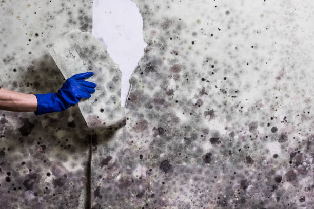 Professional Mold Removal in North Granby, CT