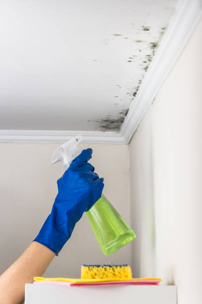 Best Mold Remediation  in North Granby, CT